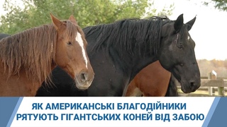 Ніжні велетні: як американські благодійники рятують гігантських коней від забою