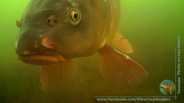 CARPES SUR MON SPOT Amiens
