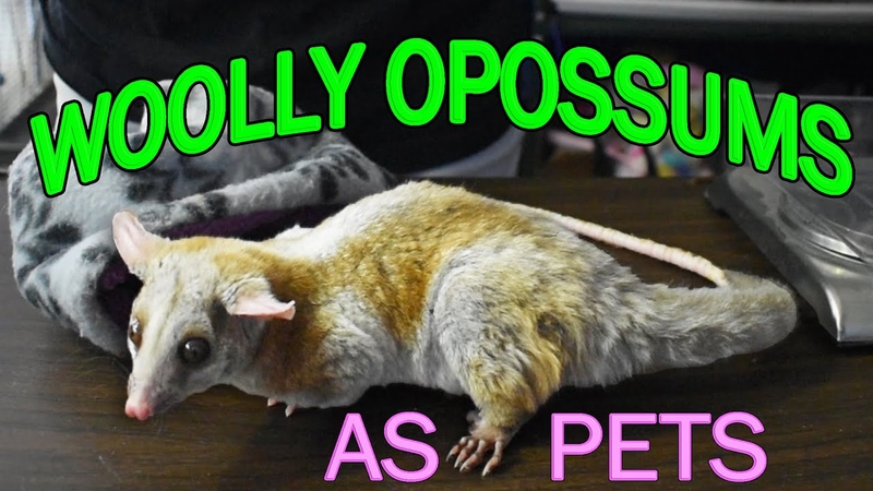 My Woolly Opossum ( Bare Tailed, Caluromys