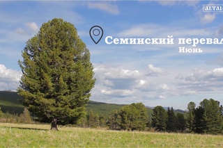 Семинский перевал на Алтае. Июнь (Nature of Altai)