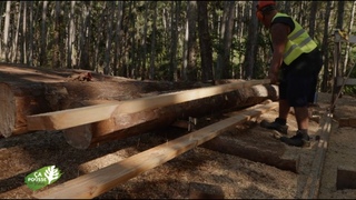 a pousse au fenua - Le Mag : Le bois