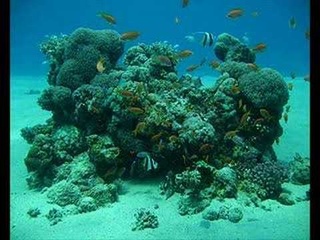 ATB - Underwater World