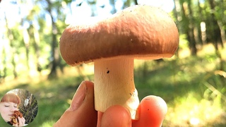 СЫРОЕЖКИ: как выглядят и как готовить. Мухомор серо-розовый. Russula and Amanita rubescens