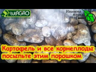 ПОСЫПЬТЕ КАРТОФЕЛЬ ЭТИМ ПОРОШКОМ И ОН НЕ БУДЕТ ГНИТЬ. Лечение и обработка картофеля перед хранением.