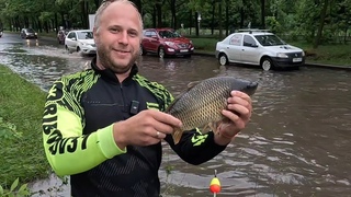 СКОЛЬКО ЖЕ КАРПОВ В ЭТОЙ ЛУЖЕ!!!