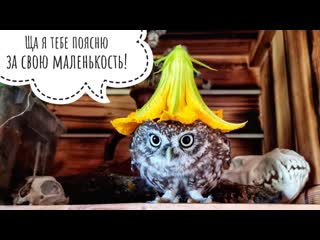 Надели тыкву на голову сове! Сычик - эльф, мокренькая кисонька, недовольная совка