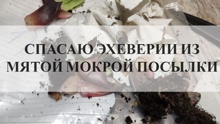 Мятая мокрая посылка с суккулентами  Спасаю эхеверии