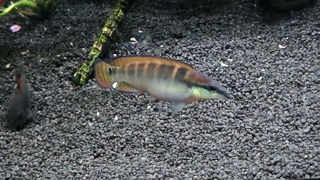 Schmalkopf-Hechtbuntbarsch Crenicichla compressiceps