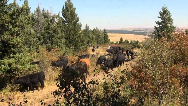 Part I Cattle drive in
