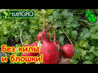 НЕ ЗАБУДЬТЕ ПРОЛИТЬ ЗЕМЛЮ ЭТИМ РАСТВОРОМ ПЕРЕД ПОСЕВОМ РЕДИСА, КАПУСТЫ И ГОРЧИЦЫ!