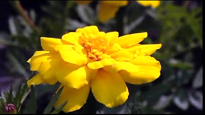 Gardeners World