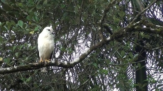Gavio-pombo