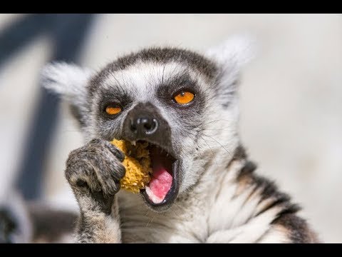 Most Funny And Cute Lemurs New