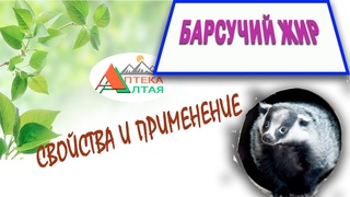 Барсучий жир, свойства и применение