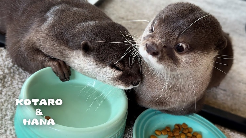 食事のジャマをされた時のリアクションが面白すぎるカワウソ Sneaky Otter Caught