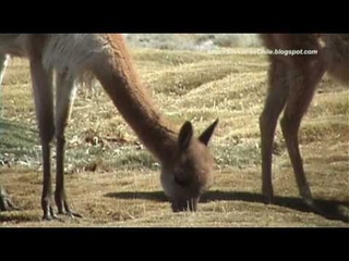 Vicuas - Vicugna vicugna (SilvestresChile)