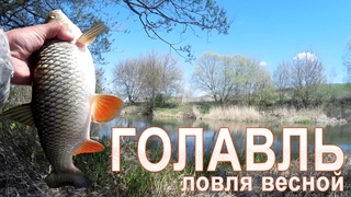 Отличная рыбалка на голавля! Секреты ловли голавля весной / ГОЛАВЛЬ НА СПИННИНГ