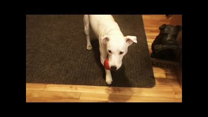 Doggy Tips How To End