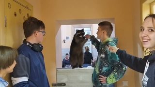 Еноты и их любимый человек