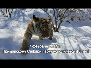 7 февраля 2017 г. Приморскому Сафари-парку исполняется 10 лет!