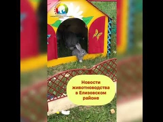 Новости животноводства