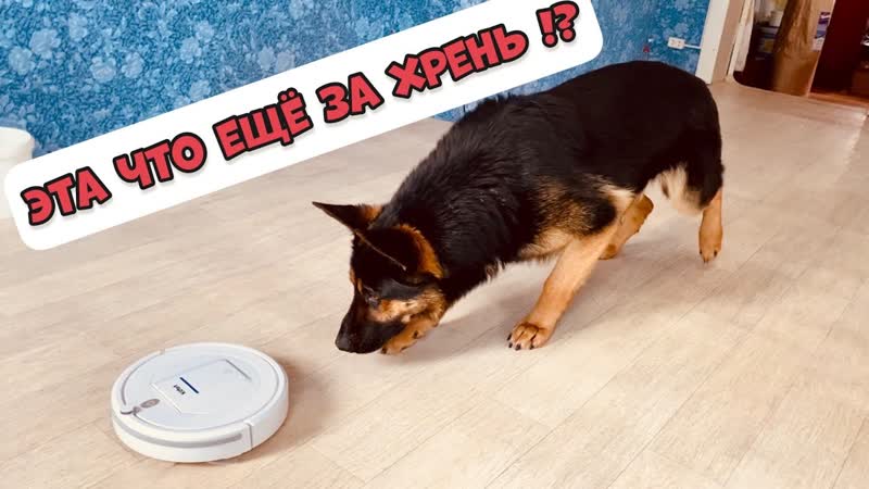 РЕАКЦИЯ СОБАКИ НА РОБОТ ПЫЛЕСОС. НЕМЕЦКАЯ