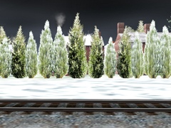 Leyland Cypress Hedge Spline-winter snow