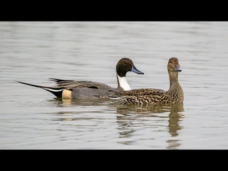 5 January 2023 Slimbridge