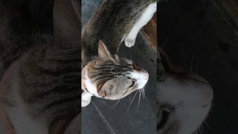 Дынный котик. Пока нет других