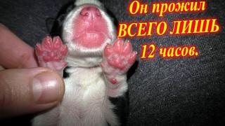 •Щенок который не прожил и ОДИН ДЕНЬ. 🔥🔥🔥•
