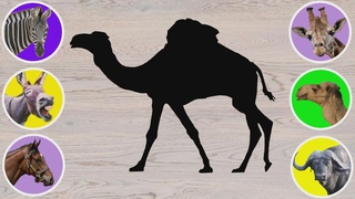 Guess this animal! Giraffe, Donkey, Bull, Zebra, Beautiful animals What is this Domestic Animal