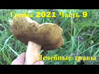 Грибы 2021 лисички 15 августа  часть 9 Поход в лес Лечебные травы Аконит Сибирский борщевик Сибирь