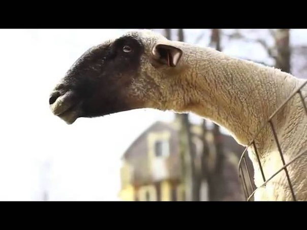 Кричащие