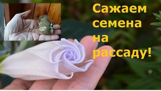 Дурман, датура !  Когда и как сажать семена  на рассаду!