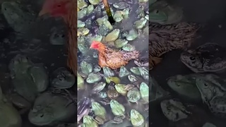 #shorts_ G Ri vo Hm Nui ch _Ch ch con _ Vietnamese Duck TV