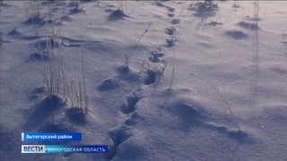 По соседству с волками: в Вытегорском районе хищники выходят прямо к домам