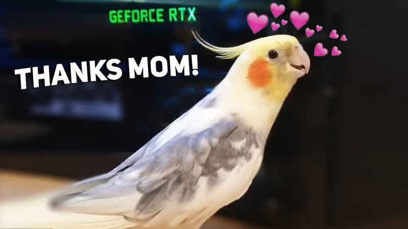 Birb Enjoying his new Gaming