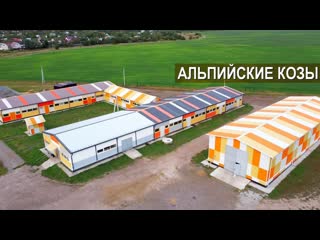 Козы Альпийской породы. Утренняя дойка коз. Ферма Былинкино