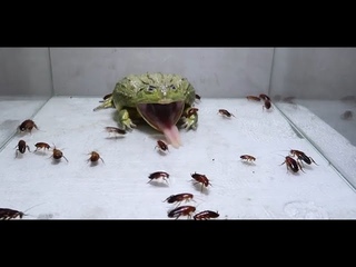 Лягушка-бык съела 100 красных тараканов  100  Bull Frog eating 100 Red runner roaches