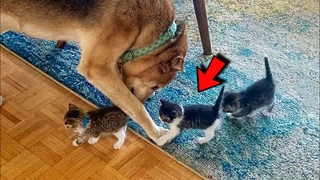 Dog Adopt Tiny Kittens From Street And Raised They Like Own Puppies