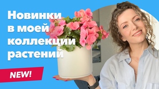 Новинки коллекции комнатных растений  Июль 2023