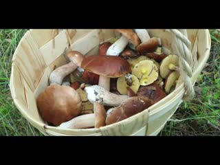 Тихая охота или как мы собирали грибы в Рязани.