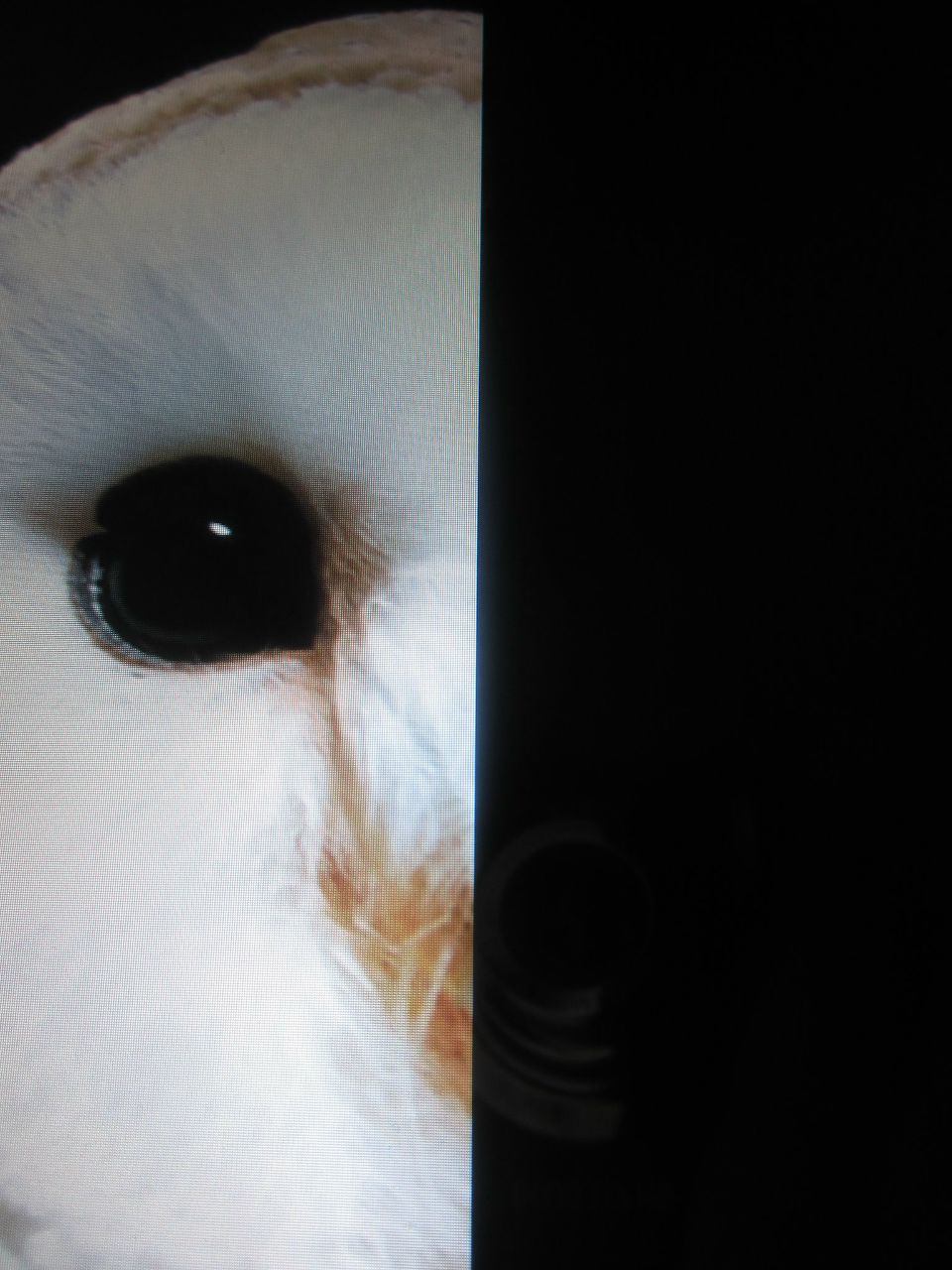 Артем Буянкин | Оренбург