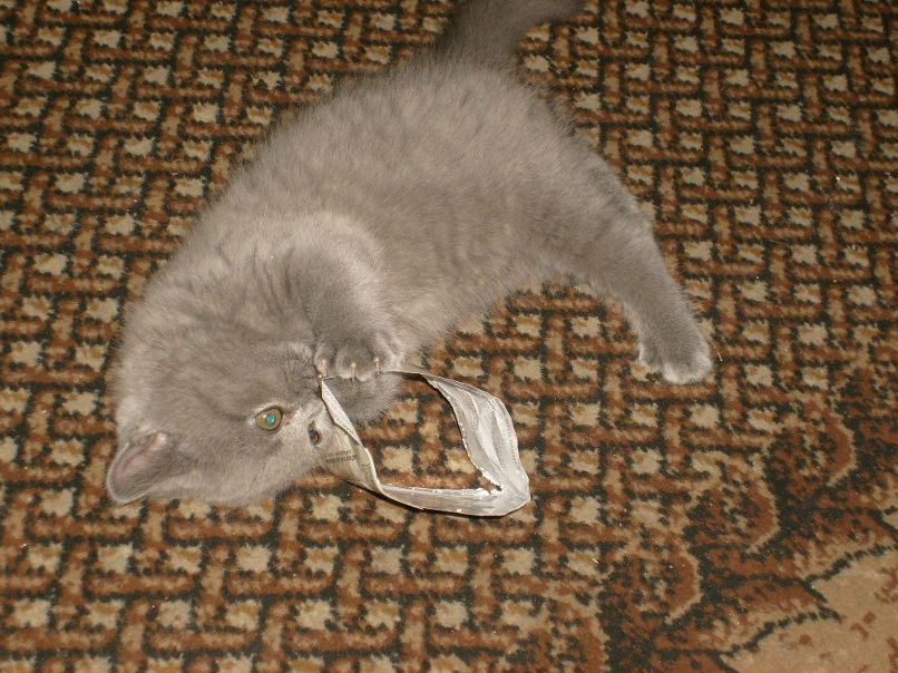 Владимир Виноградов | Санкт-Петербург