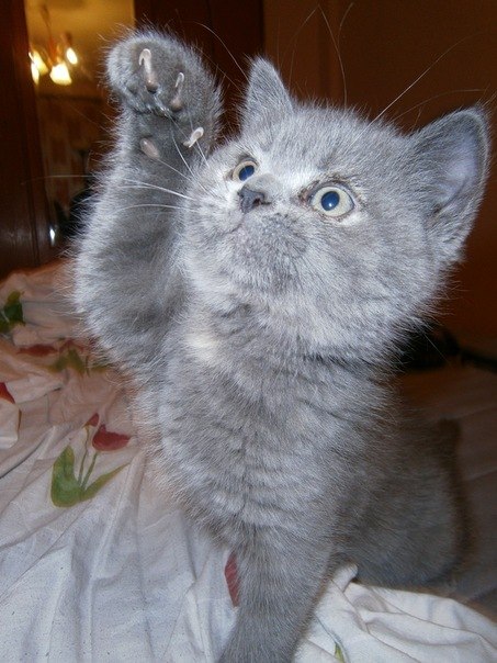 Наталія Висоцька | Луцк