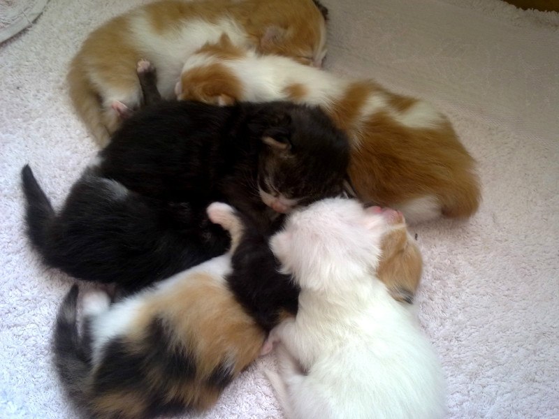 Наталья Кобылинская | Красноярск