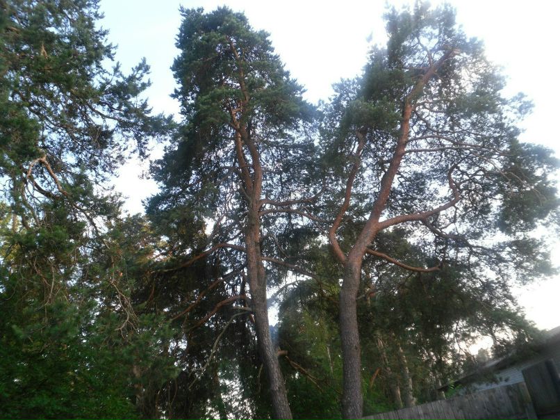 Валерий Сюгин | Паша