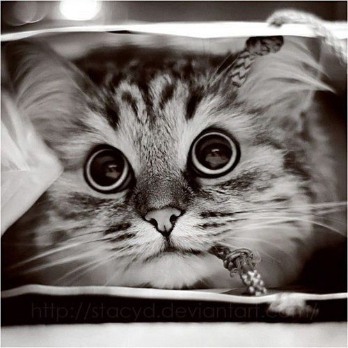 Сашка Попов -$hyr!k- | Новочебоксарск