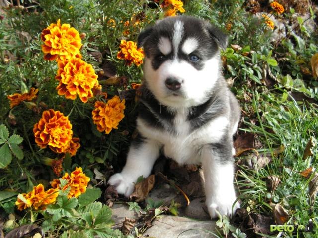 Елена Давыдова | Заозерск