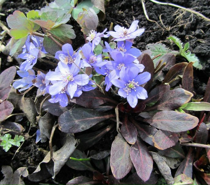 №41, Александр Кобыфа, Луганск №41, Александр Кобыфа, Луганск